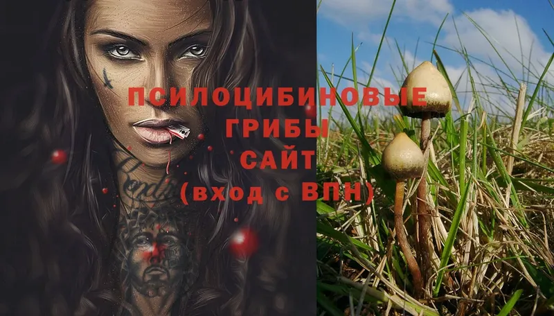 Галлюциногенные грибы Psilocybe  Курлово 